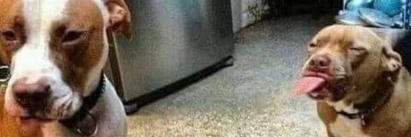 Brooksaelavery Profile Banner