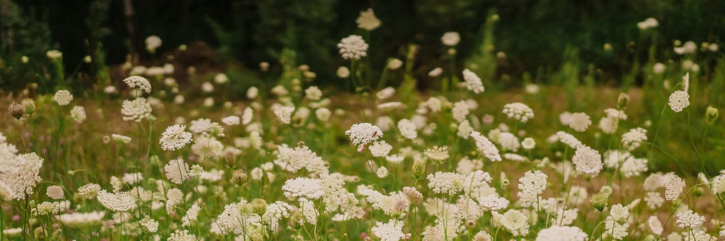 Laure (-12.70/15) banner