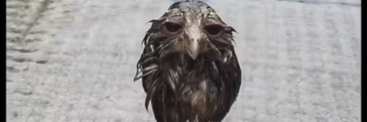 Quecasecundario's profile banner image