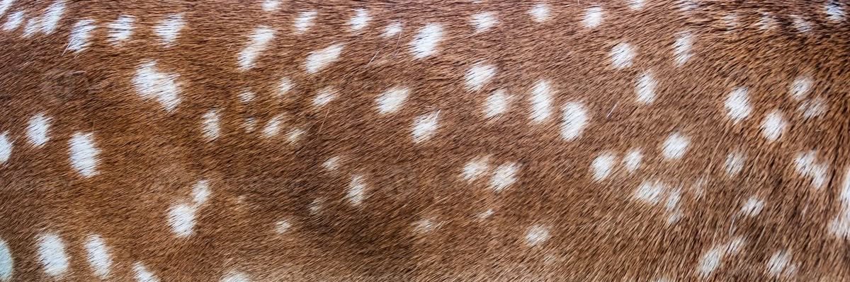 junkoogie's profile banner image