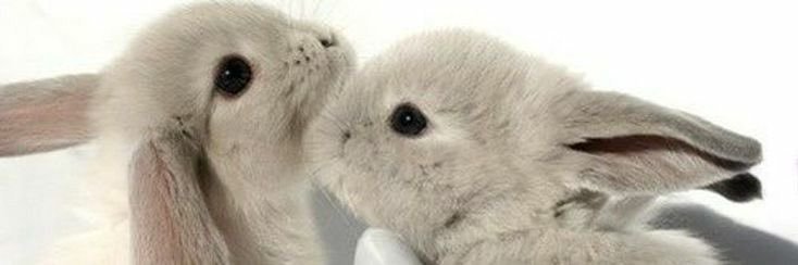 frailbuneee's profile banner image
