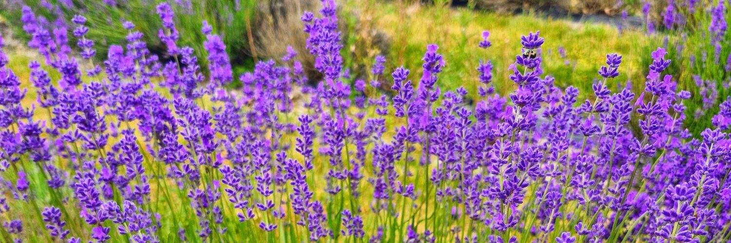 MELISSA STROUD banner