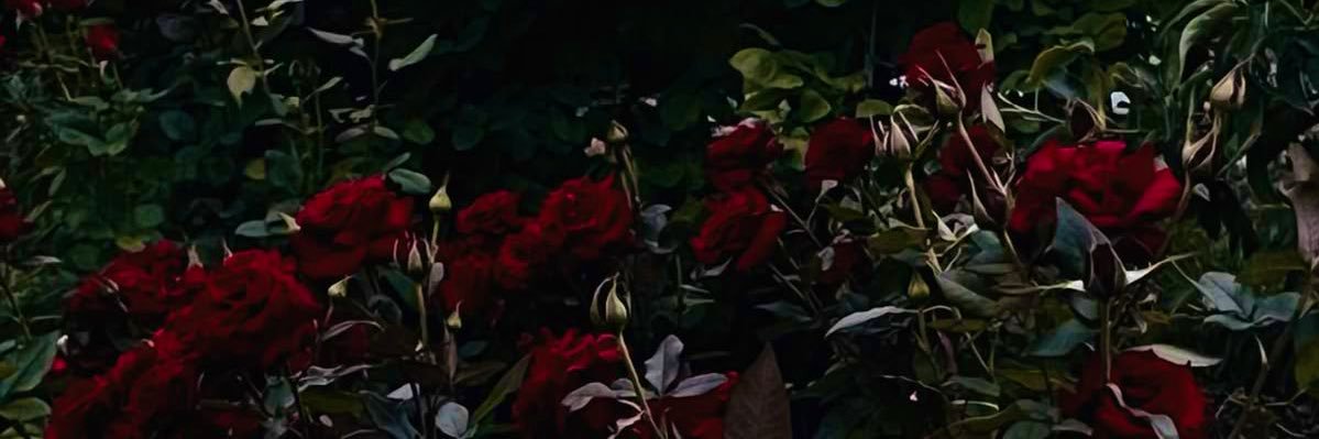 𝑆𝐸𝐿𝐸𝑁𝐴 ❦ banner