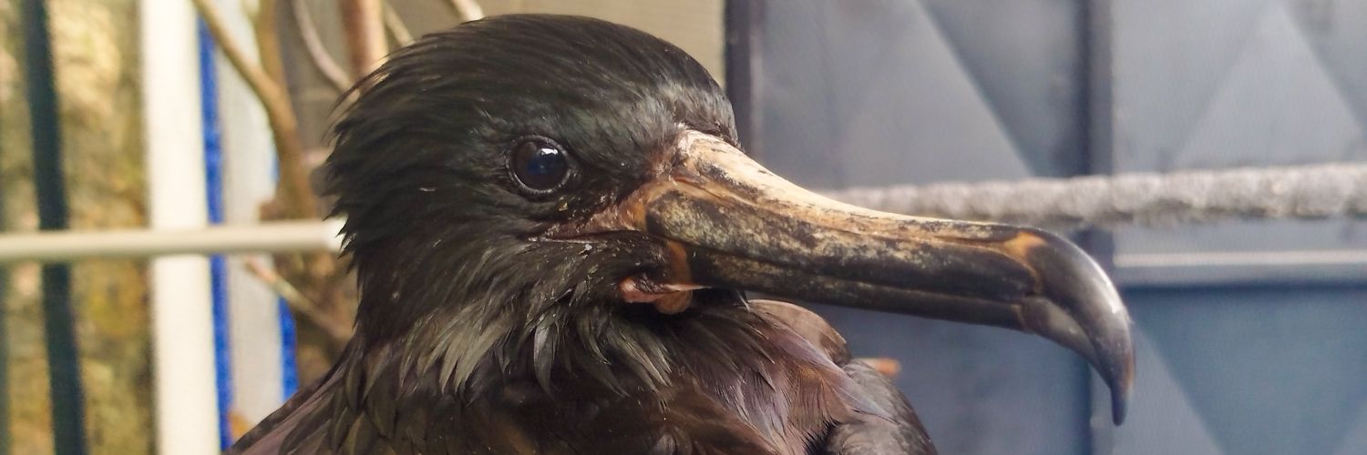 Pinguim de Magalhães banner