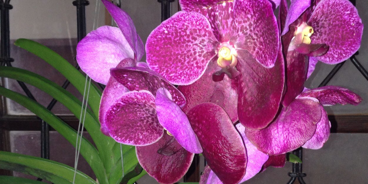 ipezoom's profile banner image
