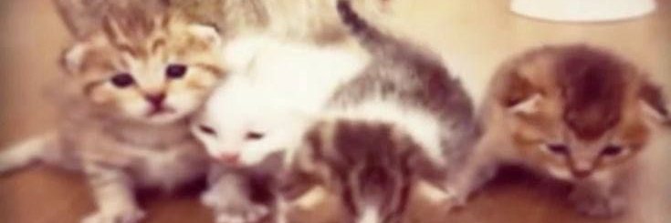 Maggi, mice to meat you banner