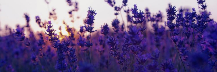 Bibi ❀ banner
