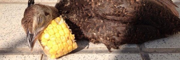 KU_peacock Profile Banner