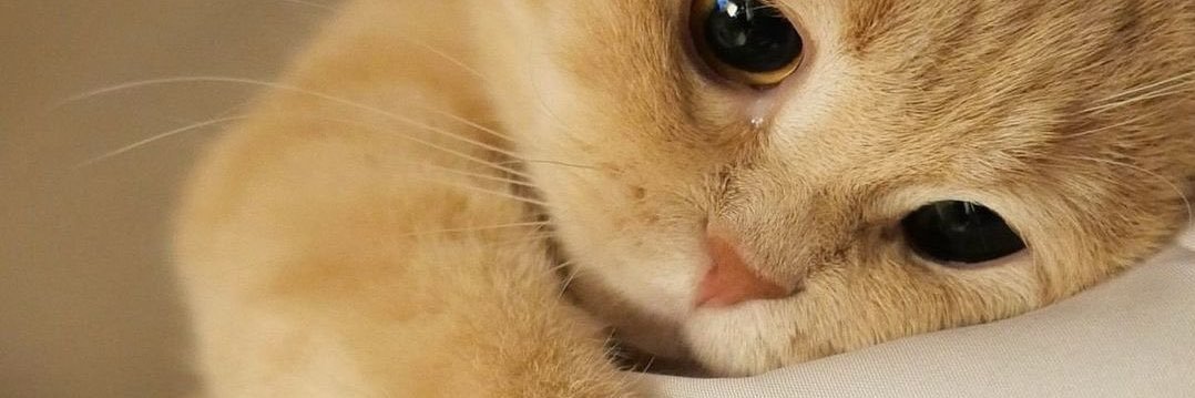 Chonkz_08's profile banner image