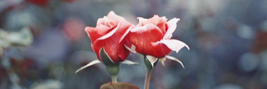 jinkneko's profile banner image