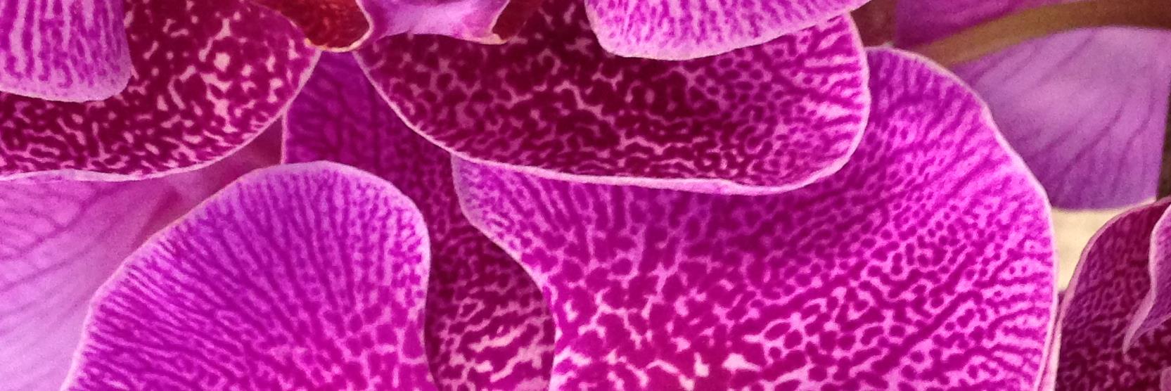 floures29's profile banner image