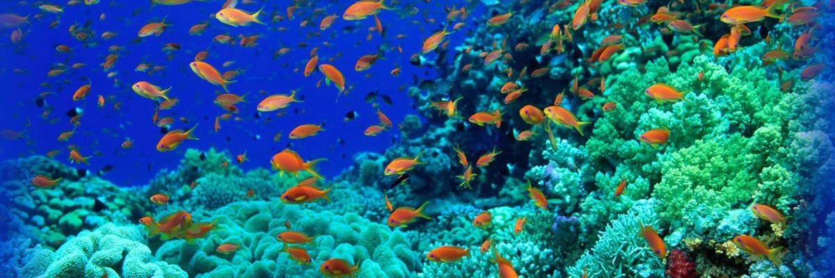 DimLGR🇬🇷 banner