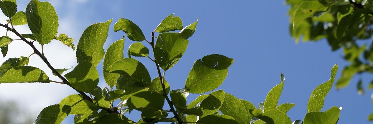 Mira Bellenbaum banner