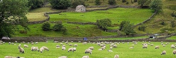 GILLIAN CROWE 💙 banner