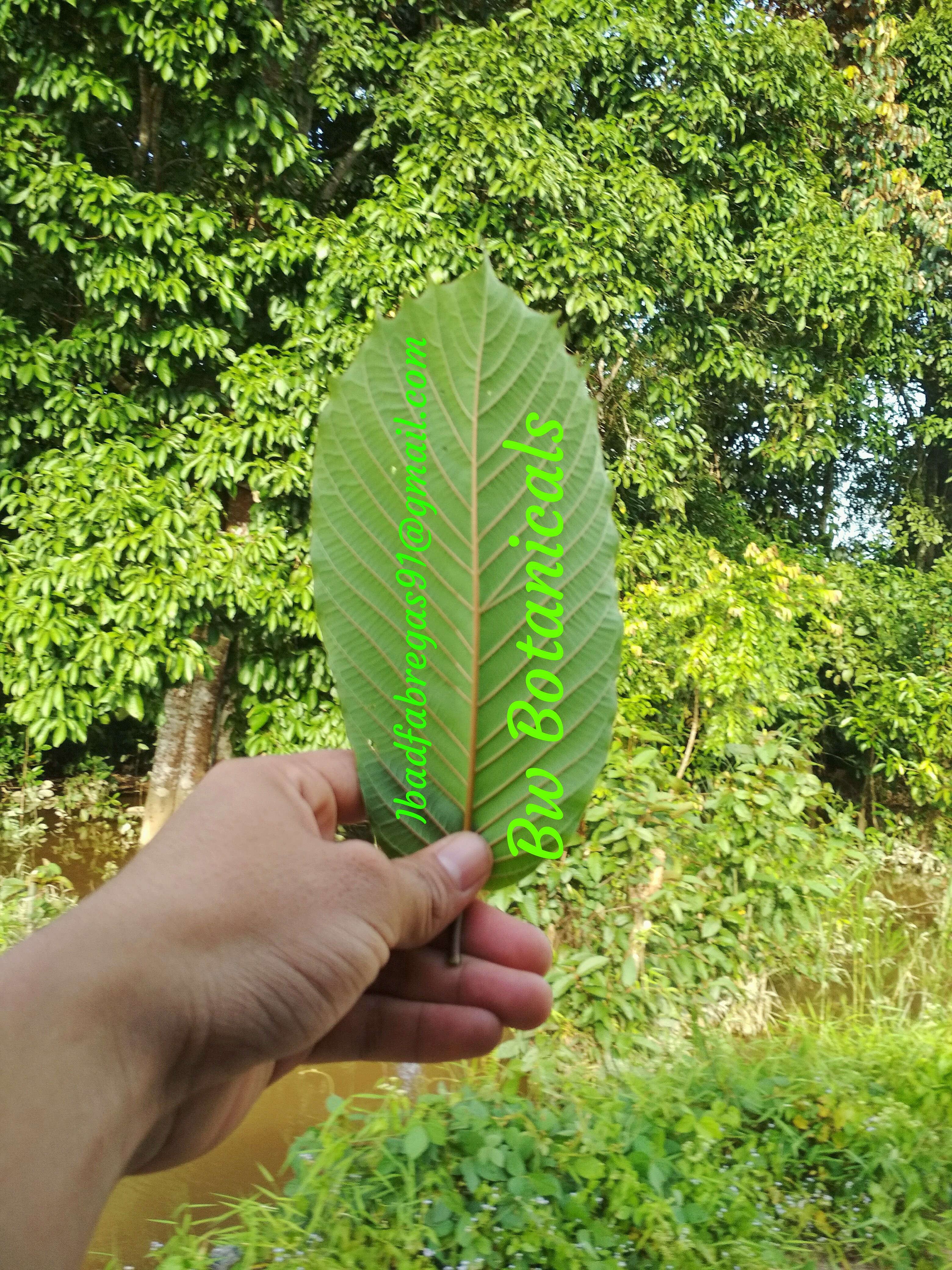 daengbotanical's profile banner image