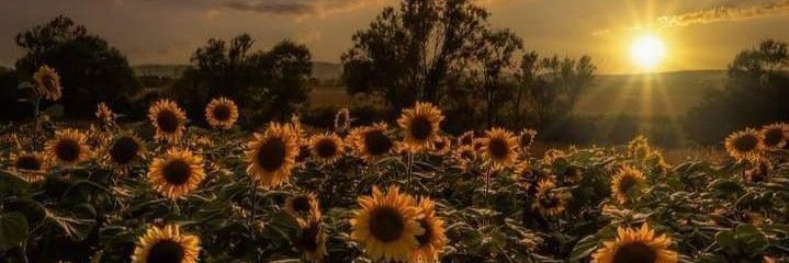 Hiromi Higuruma 🌻 banner