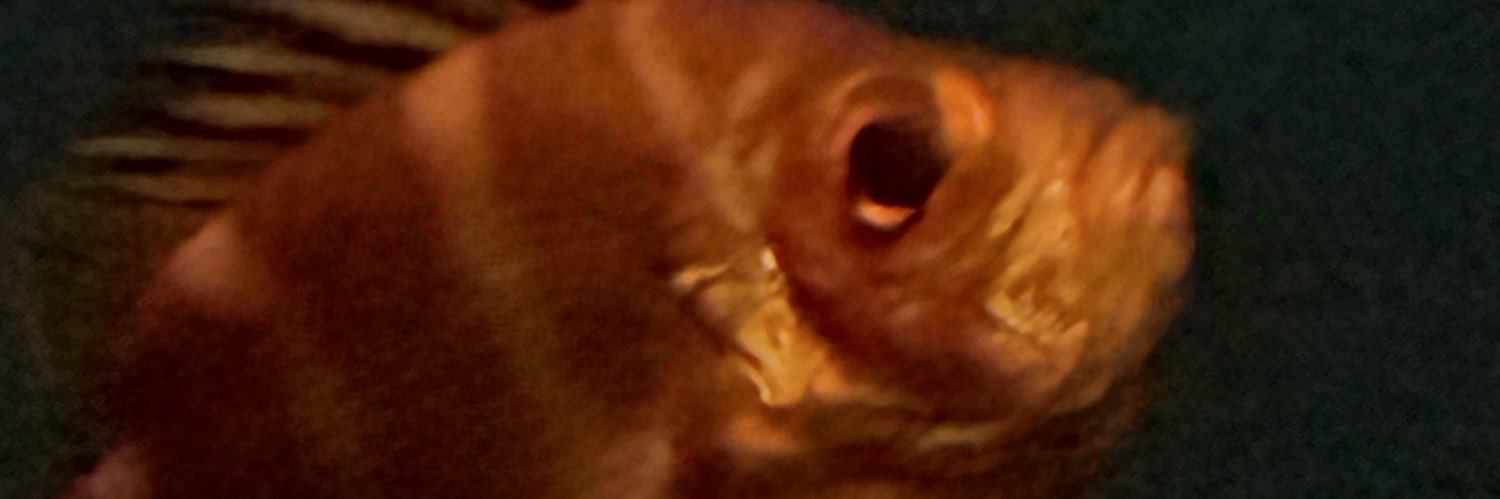 NOOHRB's profile banner image