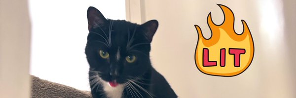 caesar_saladcat Profile Banner