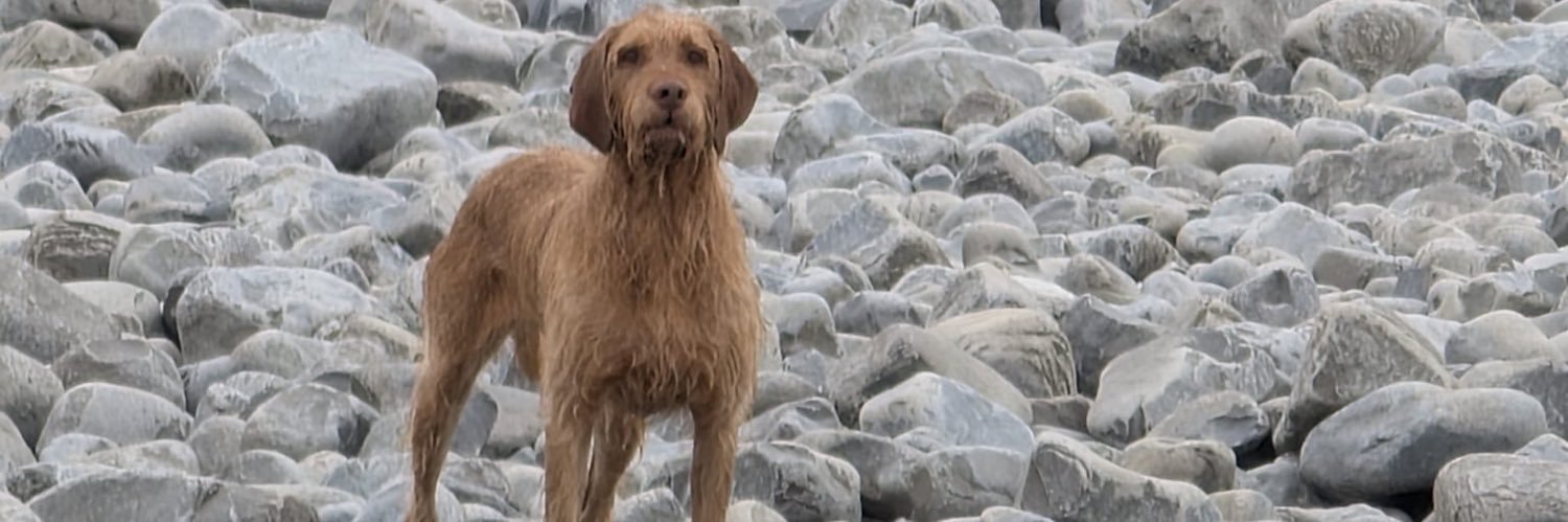 Cllr Brandon Dodd banner