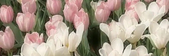 Lily♡Chu-Hapi banner