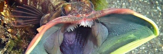 ChrisPRamsey's profile banner image