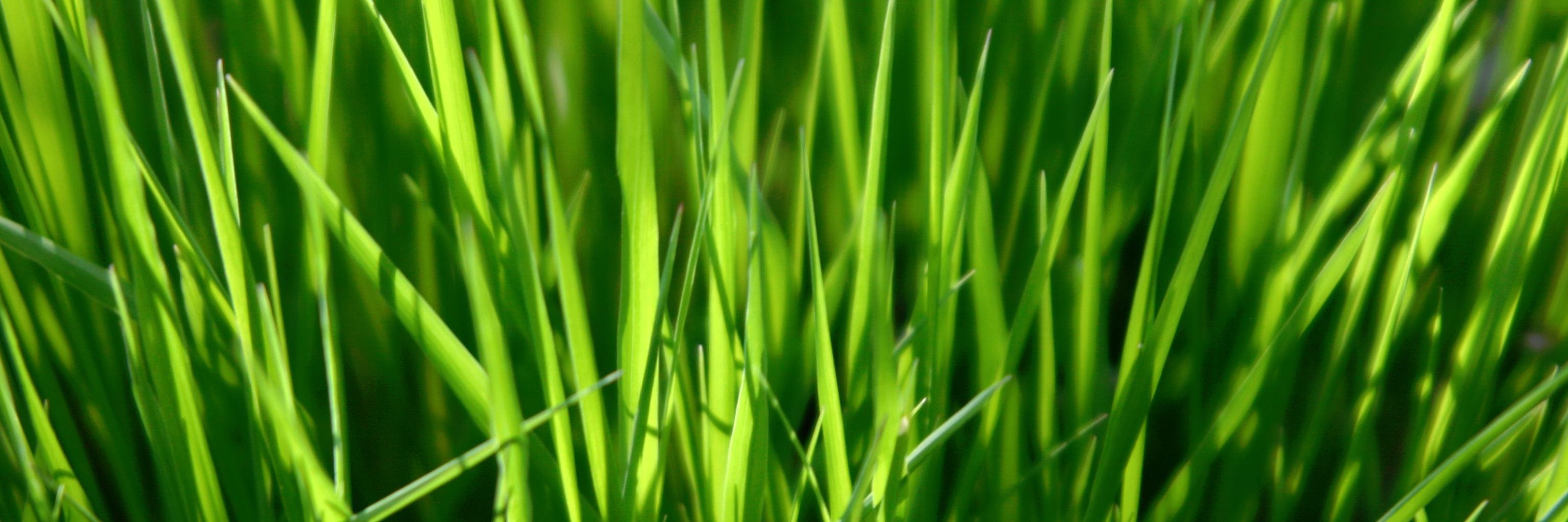 TheTurnipSeed1's profile banner image