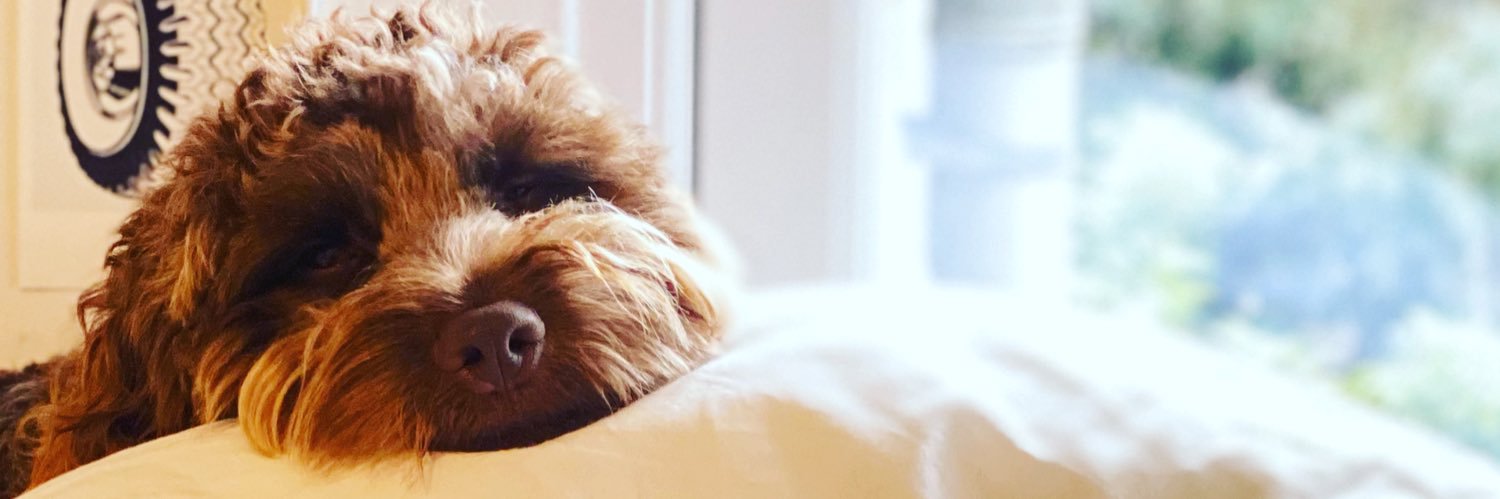 Harry Morrison banner