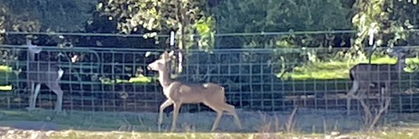 jeffdomingues Profile Banner