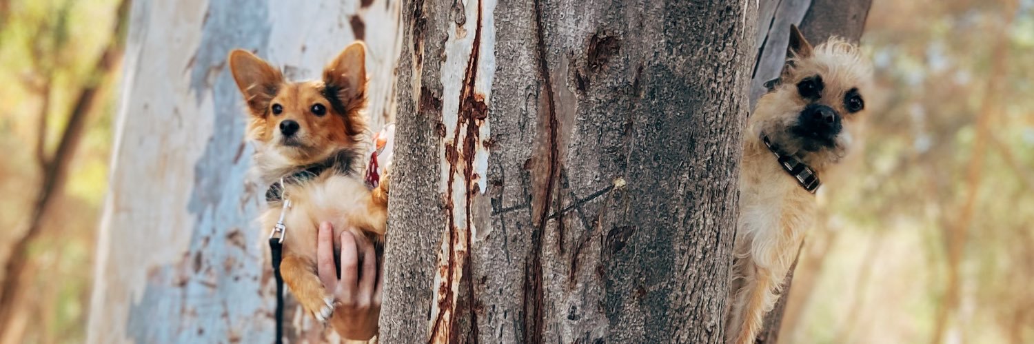 SunshineHayls's profile banner image