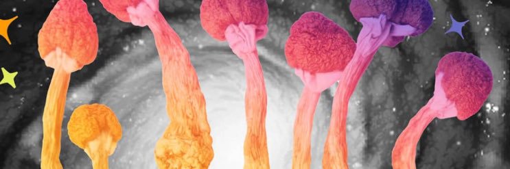 TheMunchShroom's profile banner image