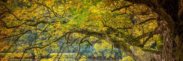 SomeSecretJake Profile Banner