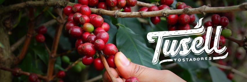 TTostadores's profile banner image