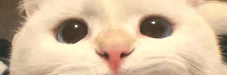 Heizenreiss's profile banner image