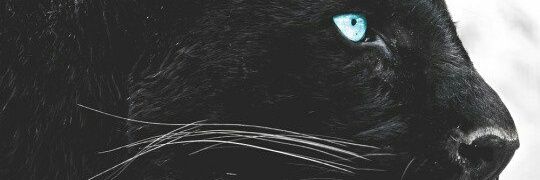 Blue 🦋 banner