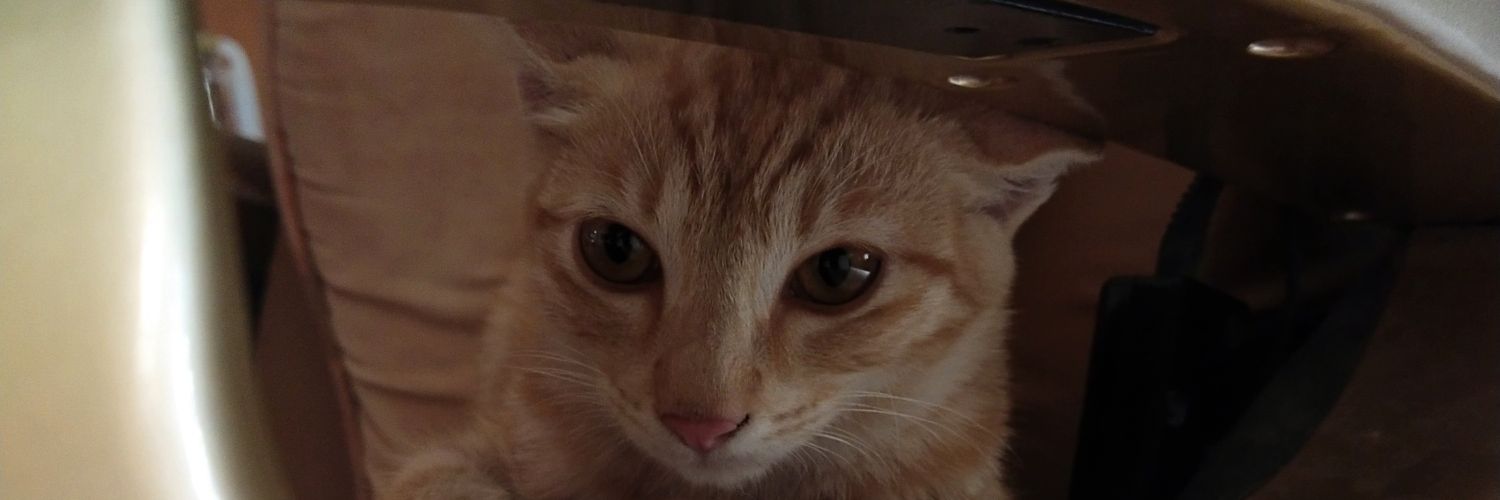 fqzlie's profile banner image