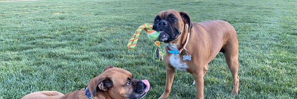 brandonsbuzz Profile Banner