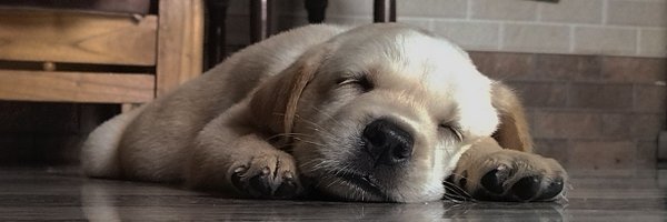 whitesoucepasta Profile Banner