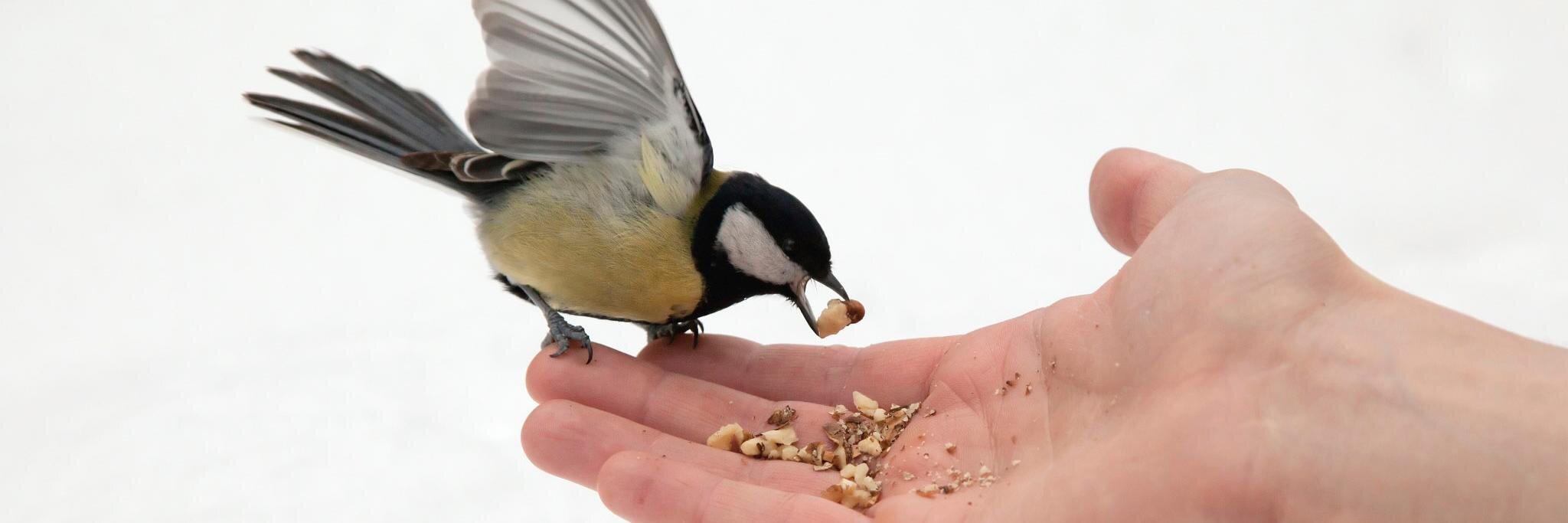 WildBirdDirect's profile banner image
