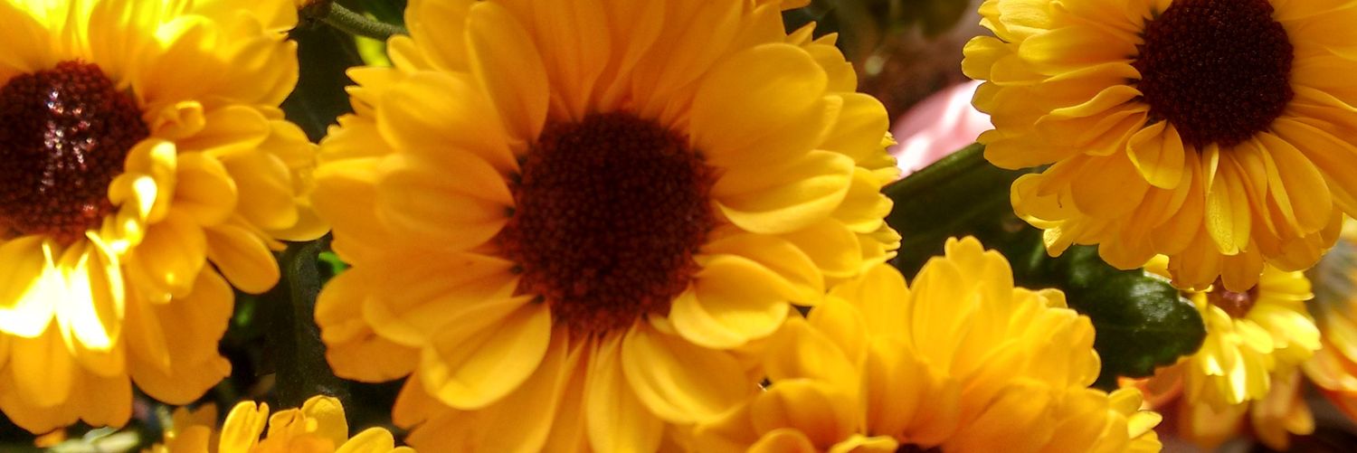 Sunflower26's profile banner image