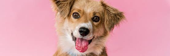 howisYourdog57 banner