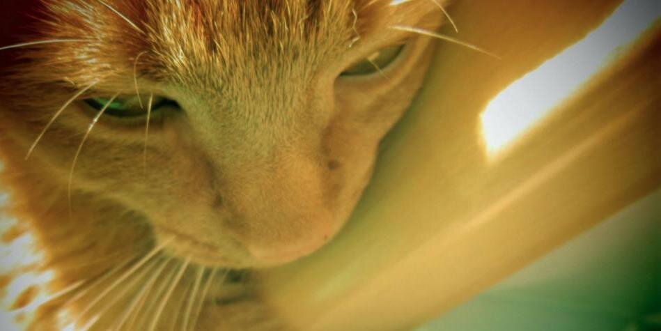 Dr Malcolm Harvey banner