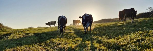 2pintpaddy Profile Banner