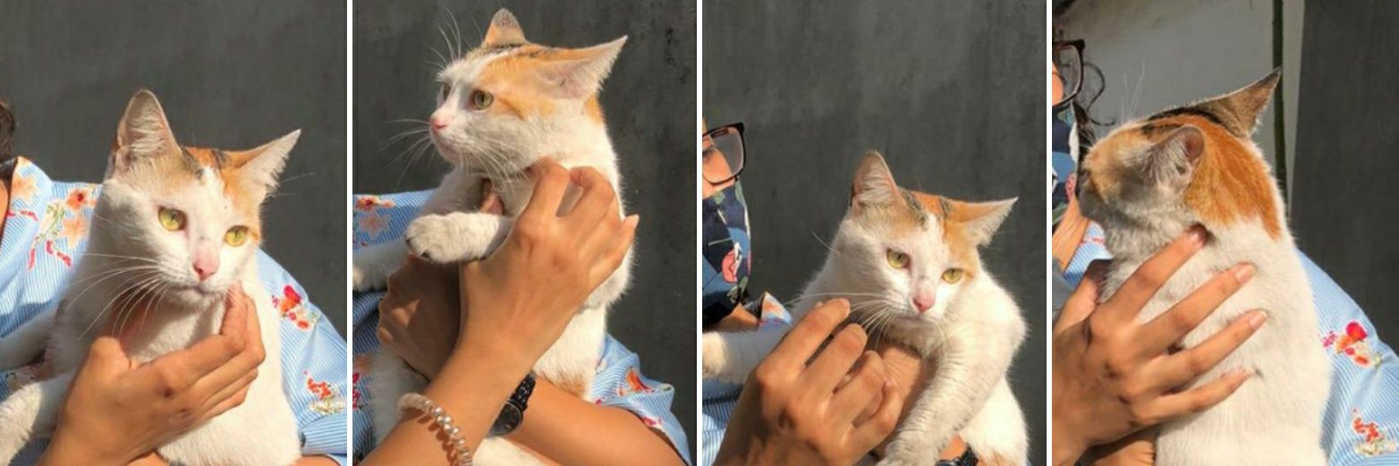 Rehana Thowfeek | Free Palestine 🇵🇸 🇱🇰 banner