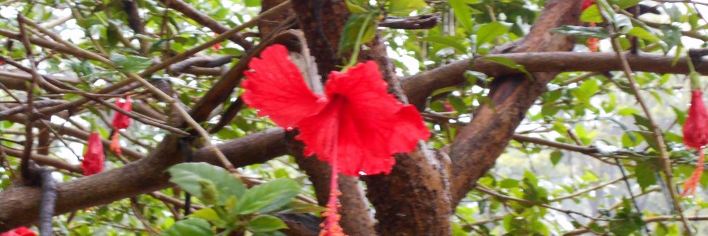 samarjitodisha's profile banner image