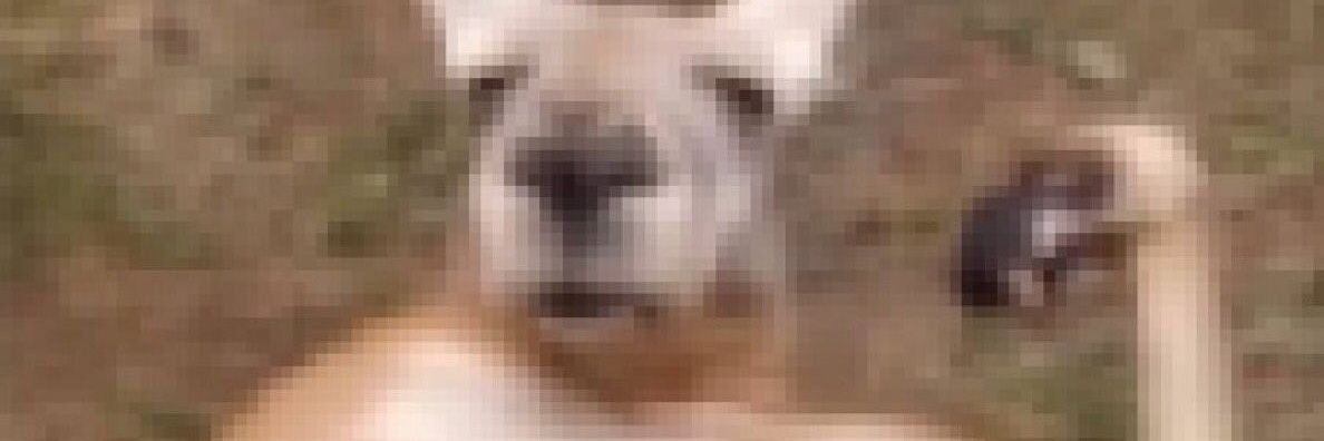 Rogerinho banner