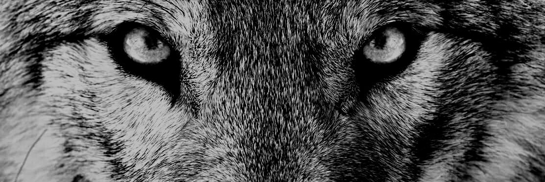 AtaviaConsultor's profile banner image