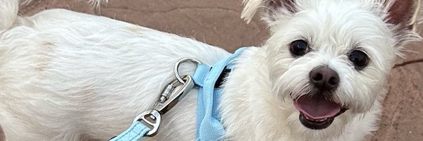 torieverlong Profile Banner