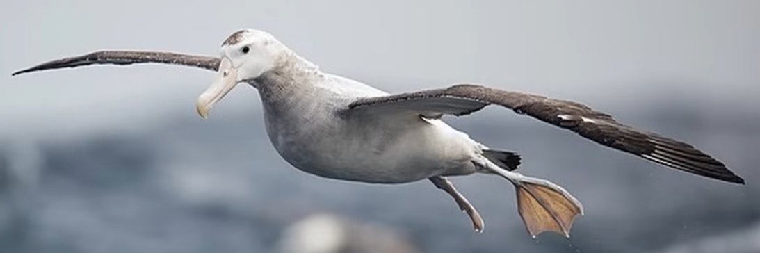 Albatross_Off's profile banner image