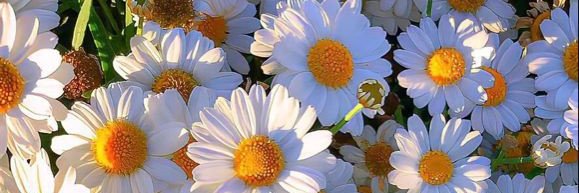 Vanevane🦋 banner