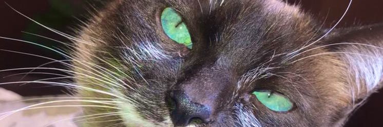 Mariapaz____'s profile banner image